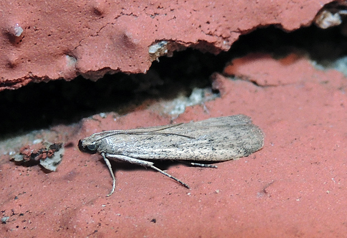 Phycitodes saxicola Pyralidae